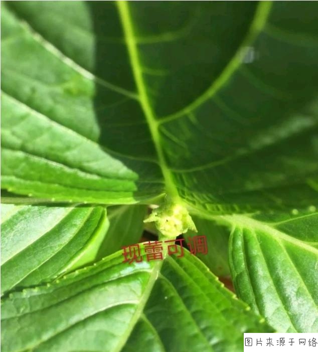 星空真人集团官网