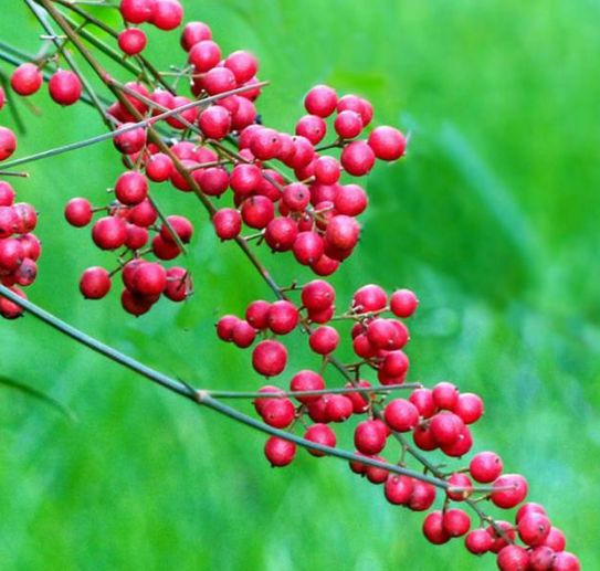 星空真人集团官网