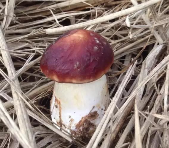 星空真人集团官网-LOL绿钻豪华版助威LPL抽永久皮肤活动网址(图3) 星空真人集团官网