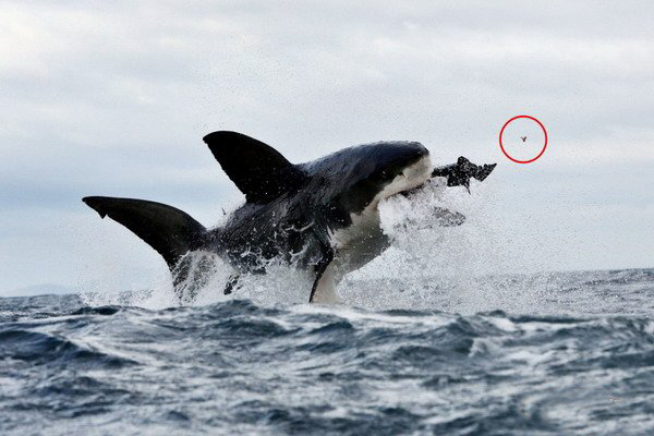 17战队没诚意?道歉声明被指抄袭LGE|星空真人(图2) 星空真人集团官网